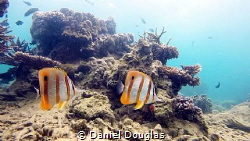 Chelmon Rostratus @ Kapas Island, Malaysia by Daniel Douglas 